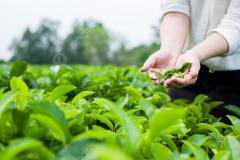 pngtree-a-young-girl-picking-tea-in-the-tea-garden-early-in-picture-image_1534413