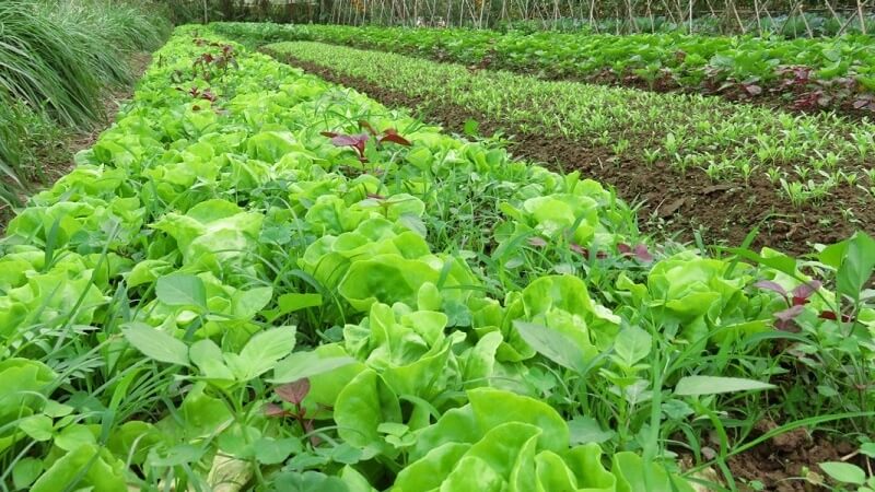 Rau organic là gì? Vì sao rau hữu cơ đắt hơn rau thường?